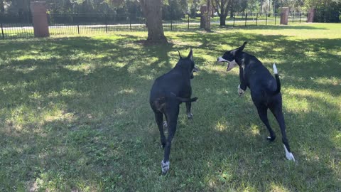 Playful Great Danes Enjoy Frolicking In Cooler Florida Fall Weather