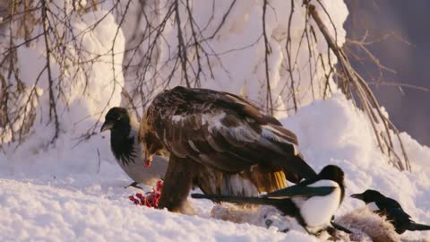 Golden eagle eats on a dead fox in the mountains at winter