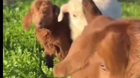 Best friend forever funny goat