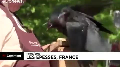 In France, crows are trained to trade cigarette butts for food rewards