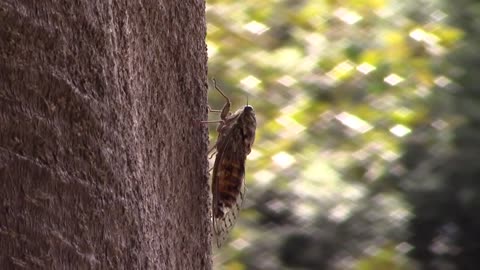 Cicadas: songs of love