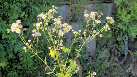 An unknown white flower is swaying softly in the wind