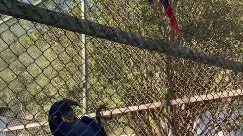 Blue Macaw very close