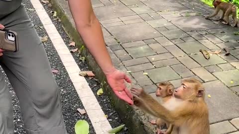 this women shaking hand to monkey