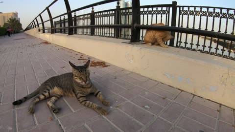 ED SHEERAN & MICHAEL JACKSON - Homeless cats in Ras Al Khaimah, UAE #cat #EdSheeran #MichaelJackson