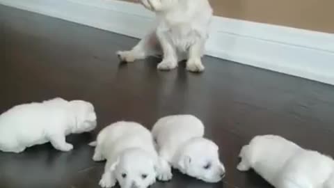 small dog starts walking Mom keeps