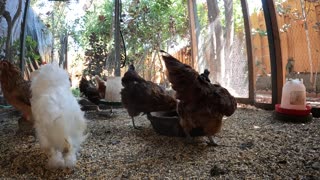 Backyard Chickens Fun Relaxing Video Sounds Noises Hens Roosters!