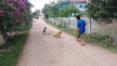 Pranking dog with a fake tiger