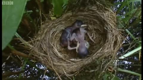 Big Brother Eviction Cuckoo Style | Natural World | BBC Earth