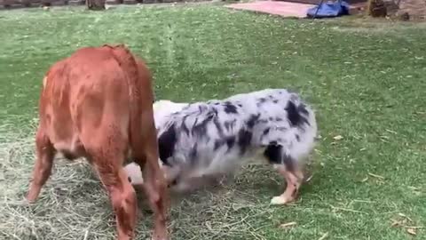 Dog and goat best buds