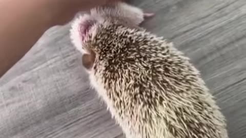 Spikey Lil Cute Noodles