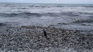 Cute black bird on the beach