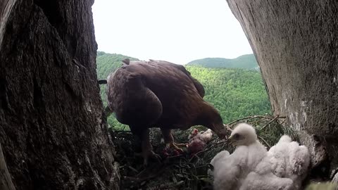 The Golden Eagle king of sky _Documentary