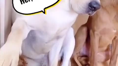 Dog Training video 🐶 - Funny Dog Video - Dog Love - #shorts #CuteDog #Dogshort #DogTrainingShort