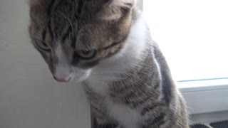 Curious Little Cat Checks the Camera