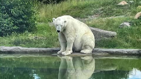 Cute Polar bear