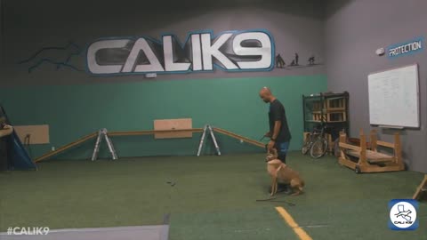 Modern dog training in advance