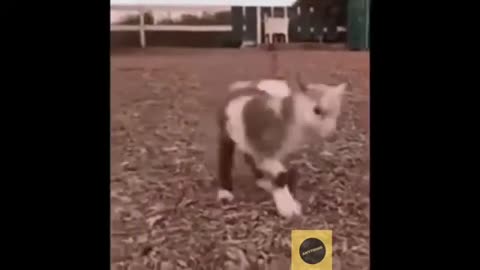 FUNNY ANIMAL'S DANCING VIDEOS