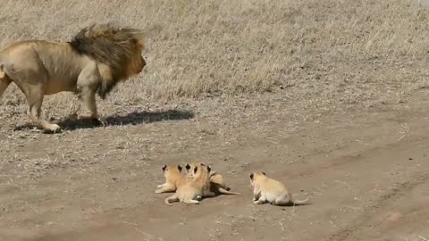 Lion is walking with his children must watch it.