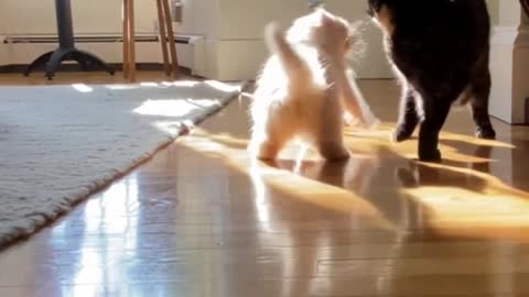 Kitten tries adorable sneak attack on adult cat