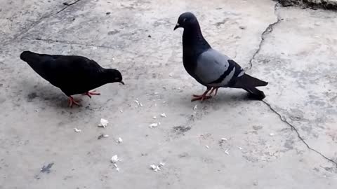 PIGEONS MY FRIEND.