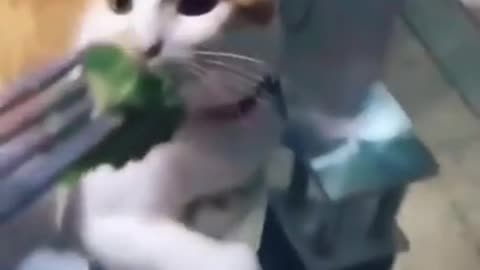 Cat disgusts broccoli