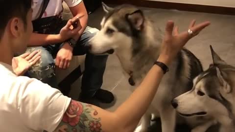 Man performs magic tricks for bewildered huskies