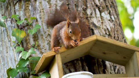 Squirrel Sitting and Eating