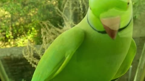 funny cute green parrot