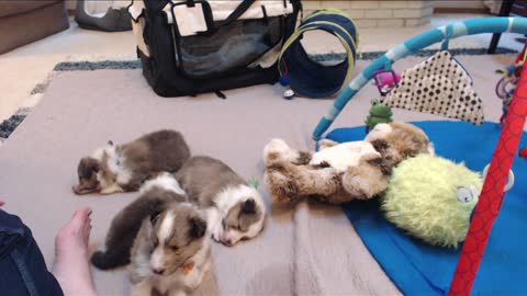 Woodruff Shelties "Heaven & Earth" PuppyCam 4 weeks old A, playtime