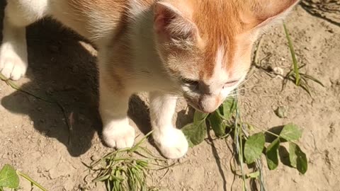 Cat Playing In the Field