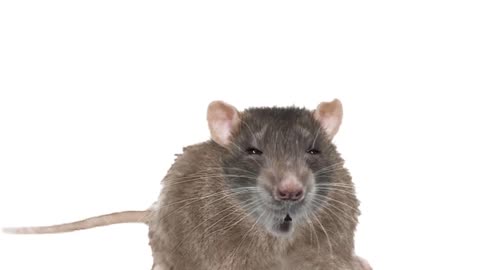 Rat sonuds