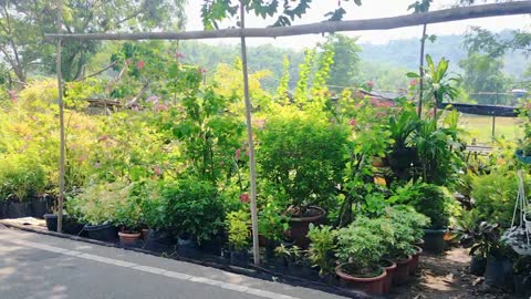 Plants selling on Tanay rizal