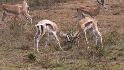 Grant Gazelle, Gazella Grant, Men Wrestling, Nairobi Park in Kenya, Real Time 4K -