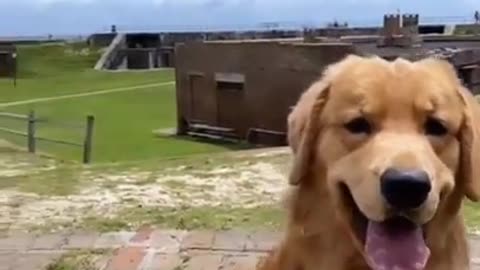 tucker is going to museum Charming Pets that Will Make Your Day 100% Better