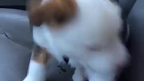 Funny Little Puppy Gets Angry at His Own Hiccups