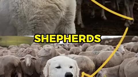 Why are wolves afraid of shepherds?🐺 🐶