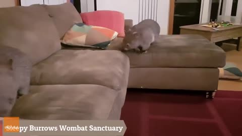 Wombats Trying to Jump Onto Couch