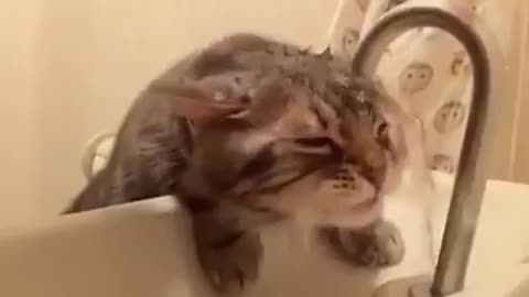 Funny Cat - best Video