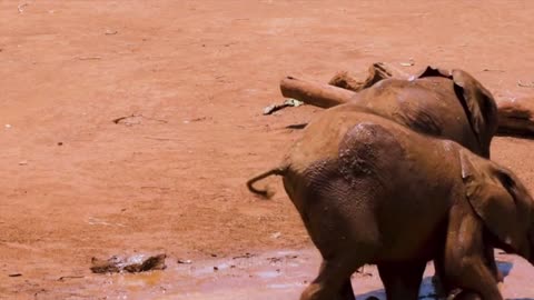 elephants playing in the mud