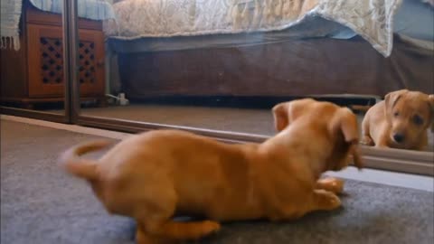 Cute puppy plays with the mirror