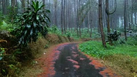 walking in the heavy rain with beautiful and cool rural views, ASMR Rain 100% sound for sleep