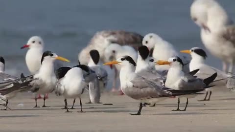 birds on the beach