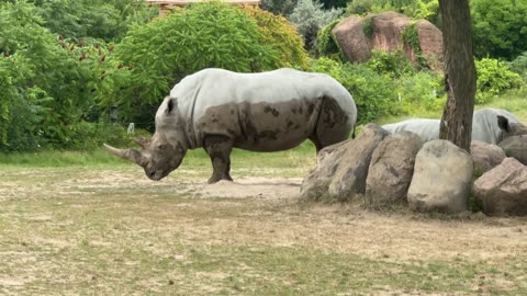 Toronto zoo Rhinoceros