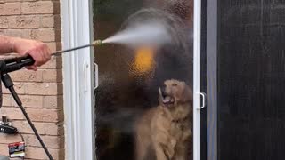 Golden Retriever Wants to Play with Power Washer