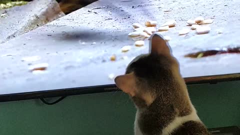 Cat Tries To Catch TV Rat