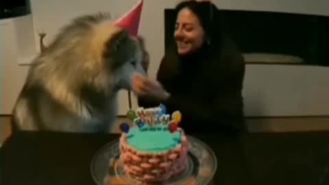 Dog Singing Happy Birthday Song!