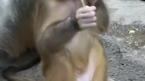 Cute Monkey China & Funny Love monkey| Animals Love