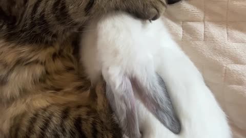 Spoiled Cat vs rabbit caring ❤️