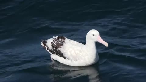 Royal Albatross - New Zealand